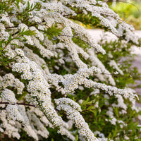 Verkoop Witte Spierstruik - Spirea