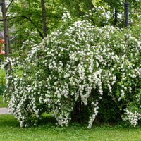 Witte Spierstruik - Bakker