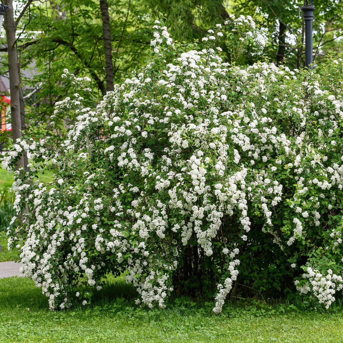 Witte Spierstruik - Bakker