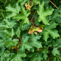Spaanse aak (x10) - Acer campestre - Bakker
