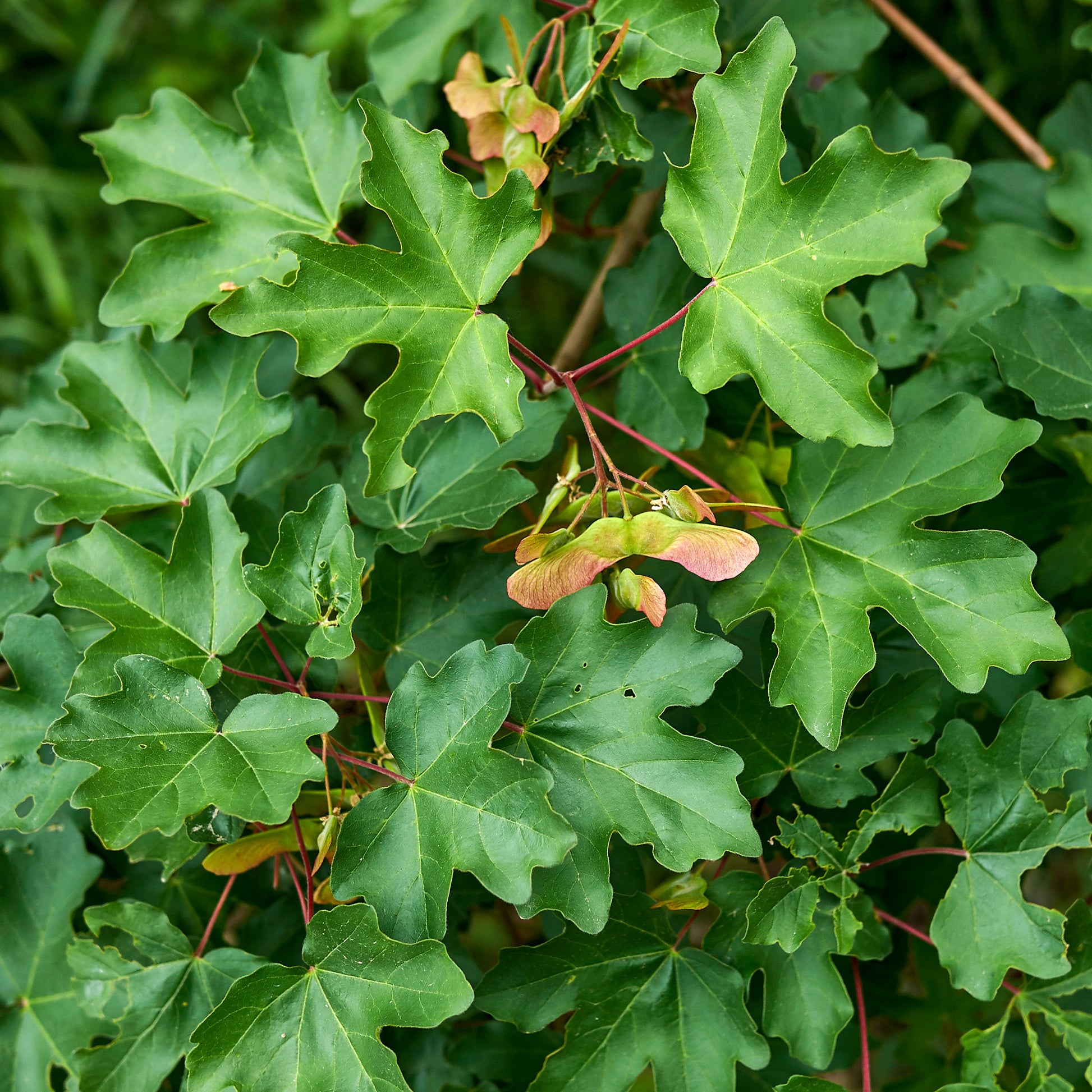 Spaanse aak (x10) - Acer campestre - Bomen