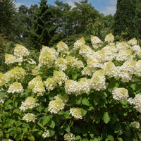 Pluimhortensia 'Silver Dollar' - Pluimhortensia - Bakker