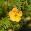 Ganzerik 'Bella Sol'® - Bakker