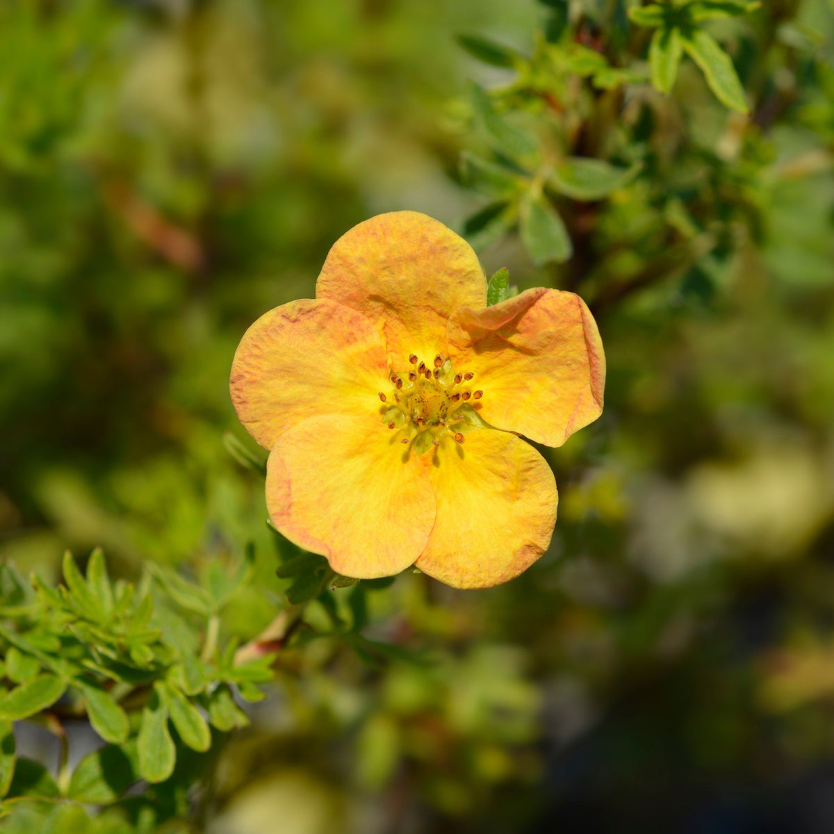 Ganzerik 'Bella Sol'® - Bakker