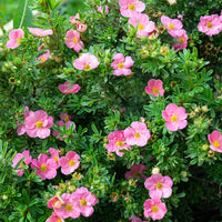 Ganzerik 'Bellisima' - Potentilla fruticosa Bellissima - Bakker
