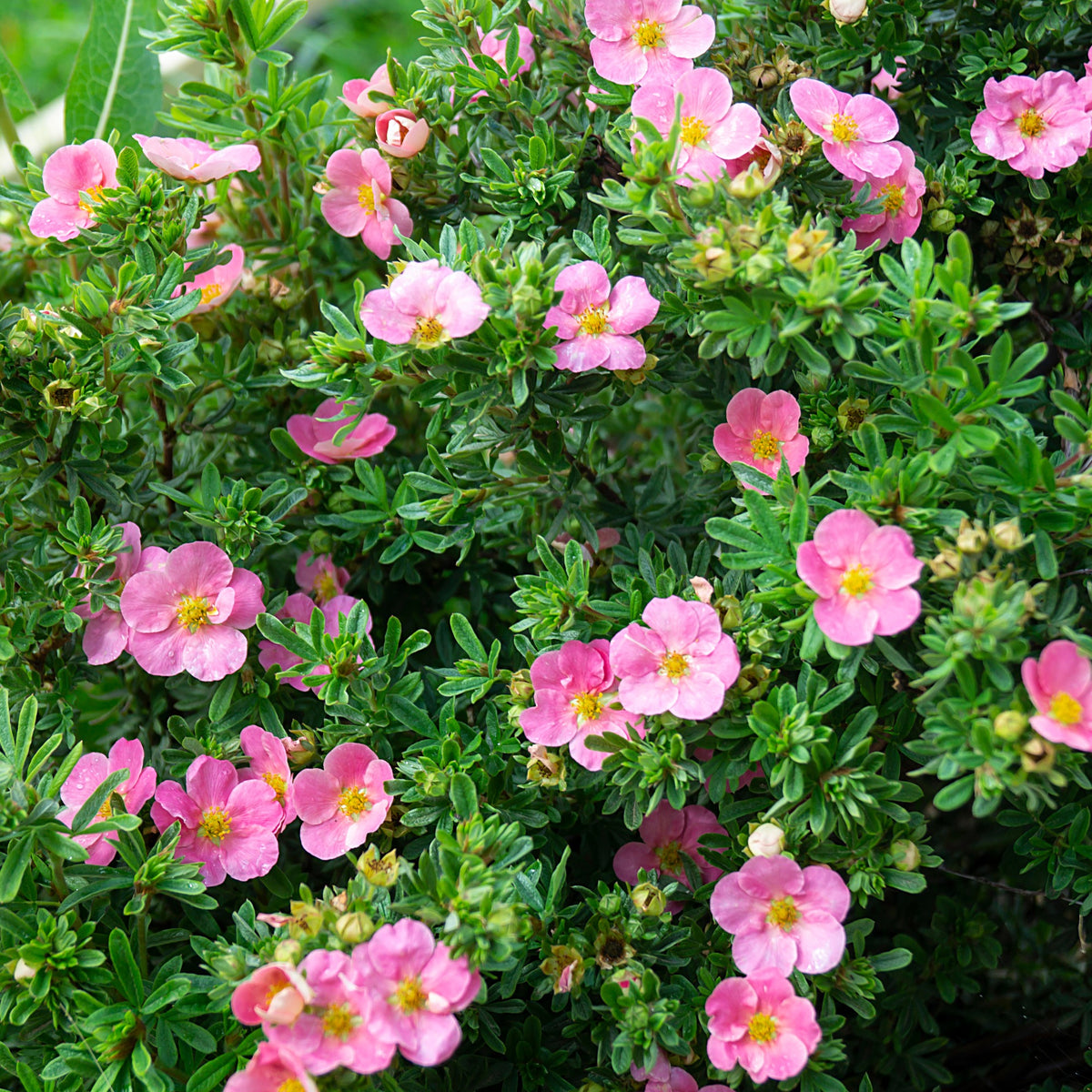 Ganzerik 'Bellisima' - Potentilla fruticosa Bellissima - Bakker