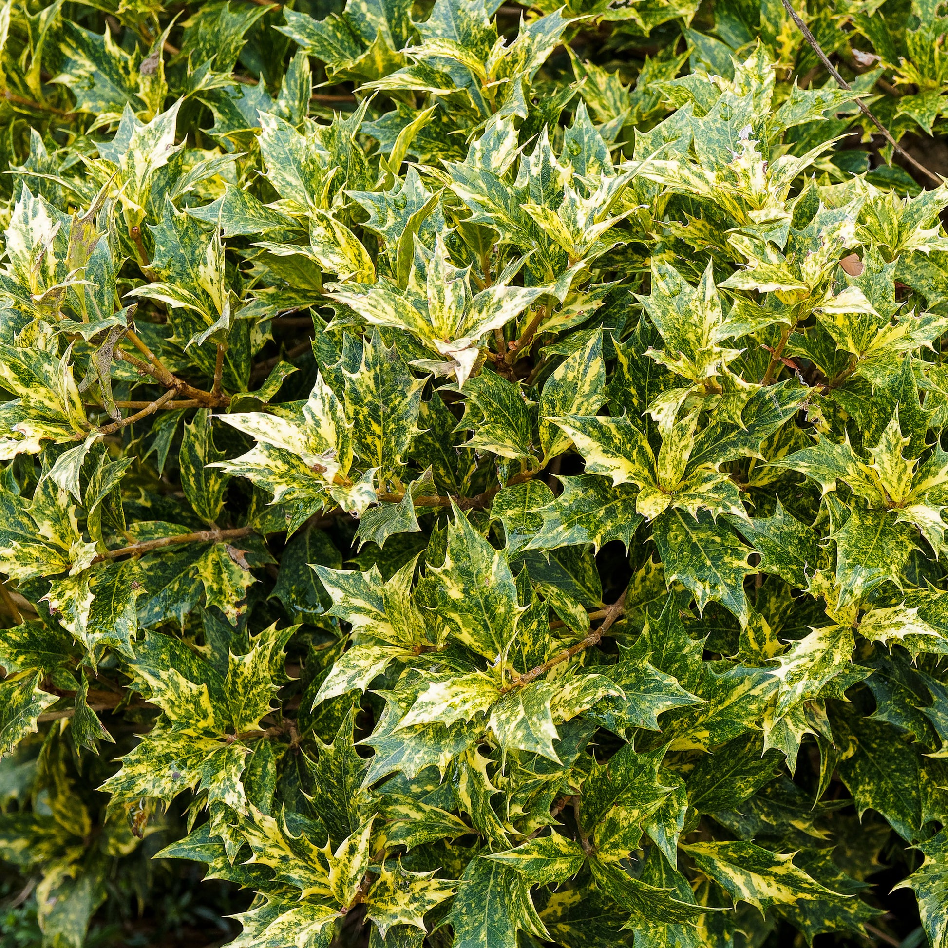 Schijnhulst 'Goshiki' - Osmanthus heterophyllus Goshiki - Bakker