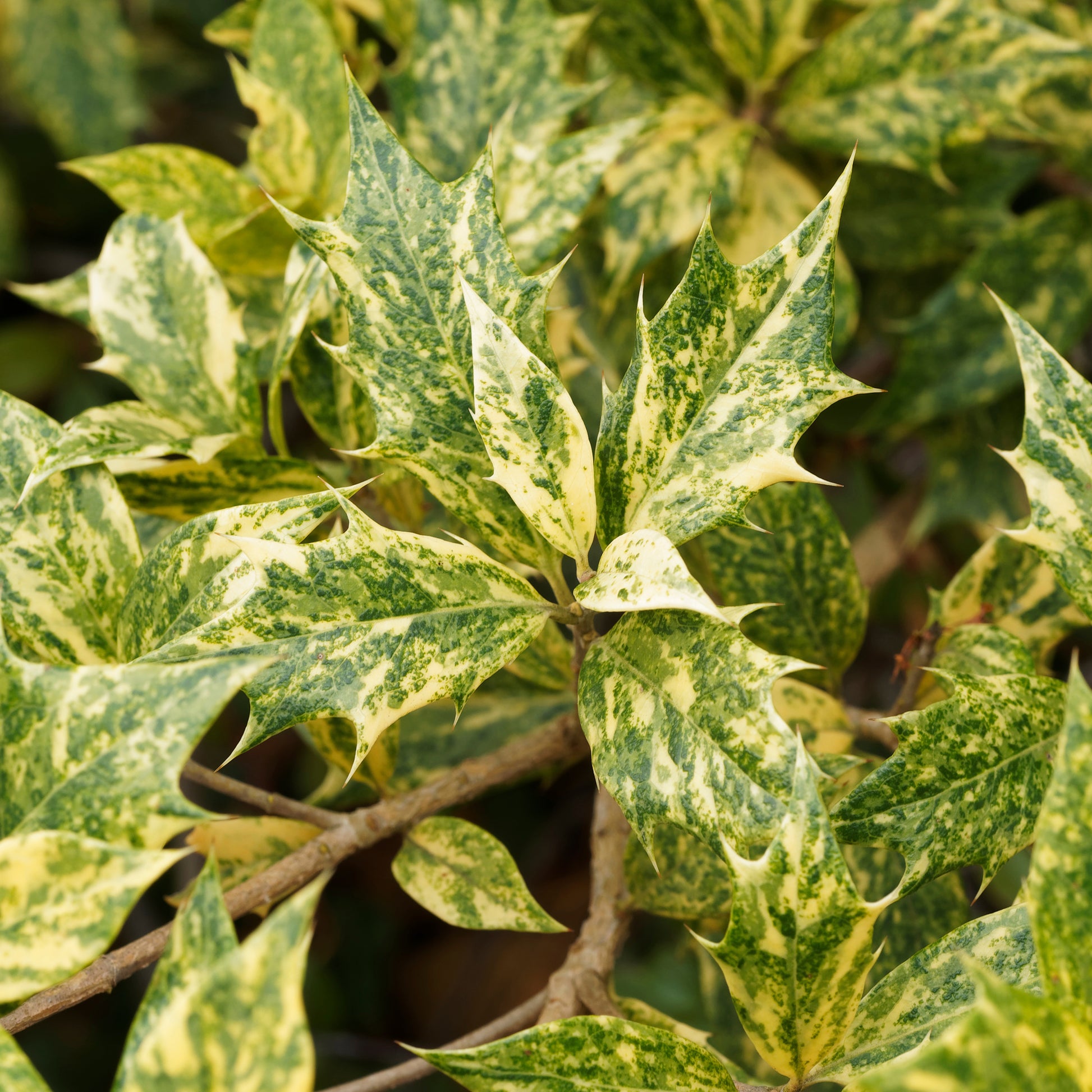 Balkon- en terrasplanten - Schijnhulst 'Goshiki' - Osmanthus heterophyllus Goshiki