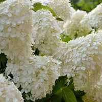 Pluimhortensia Selectie - Hydrangea paniculata selection - Bakker