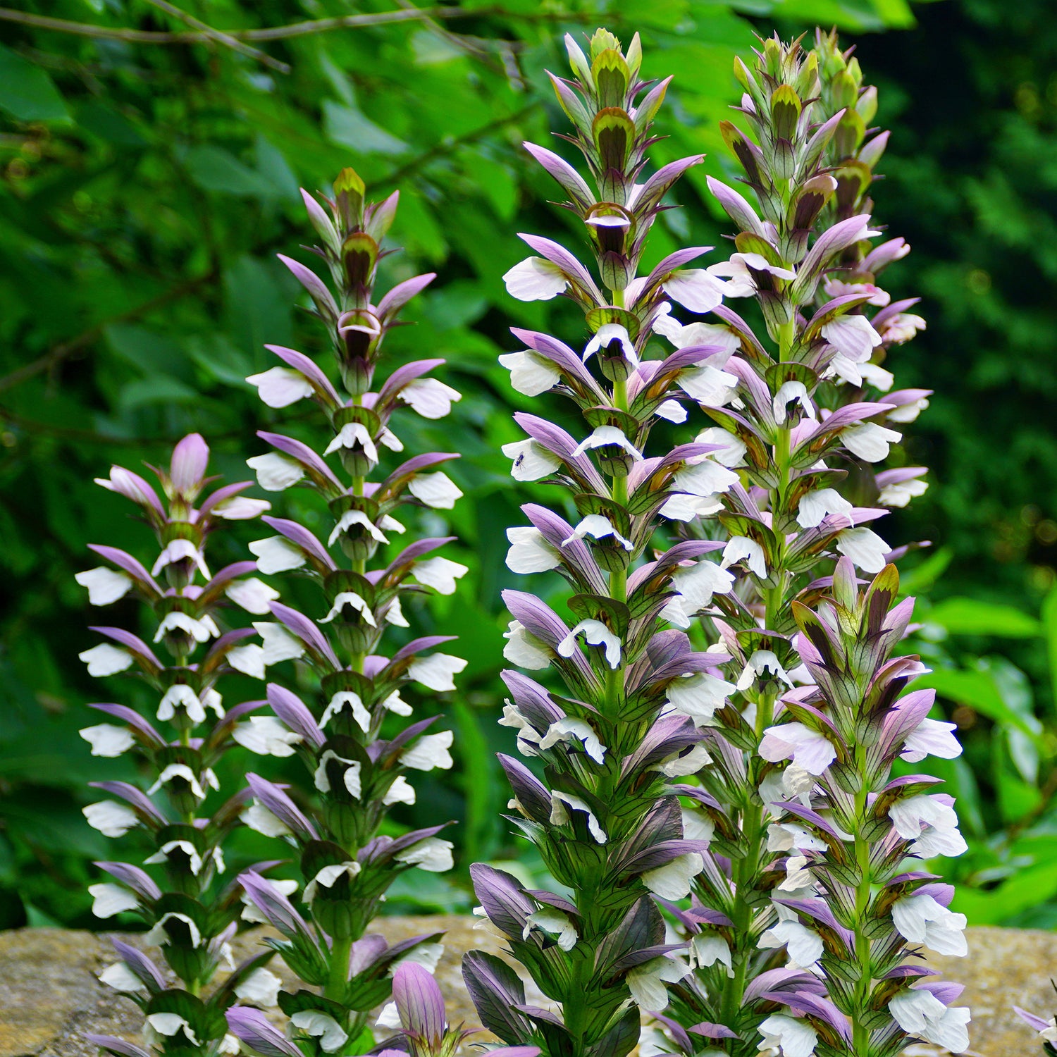 Acanthus