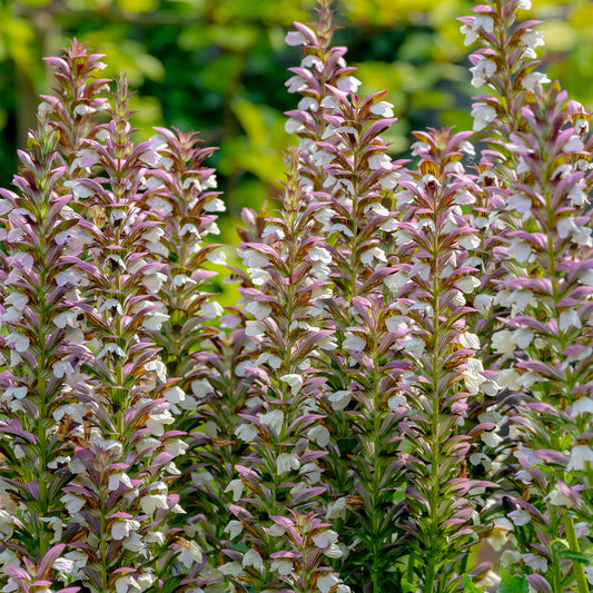 Doornige berenklauw - Bakker