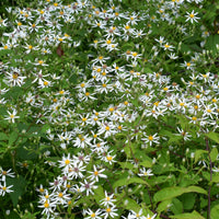 Aster divariqué (x3) - Bakker