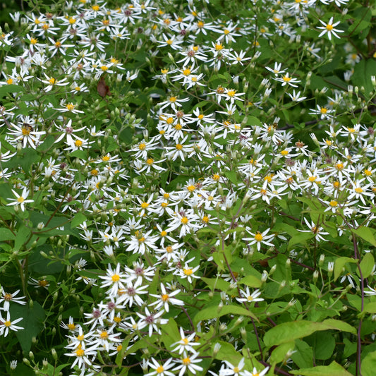 Aster divariqué - Bakker