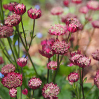 Astrantia major Moulin Rouge - Zeeuws knoopje Moulin Rouge - Bloeiende vaste planten