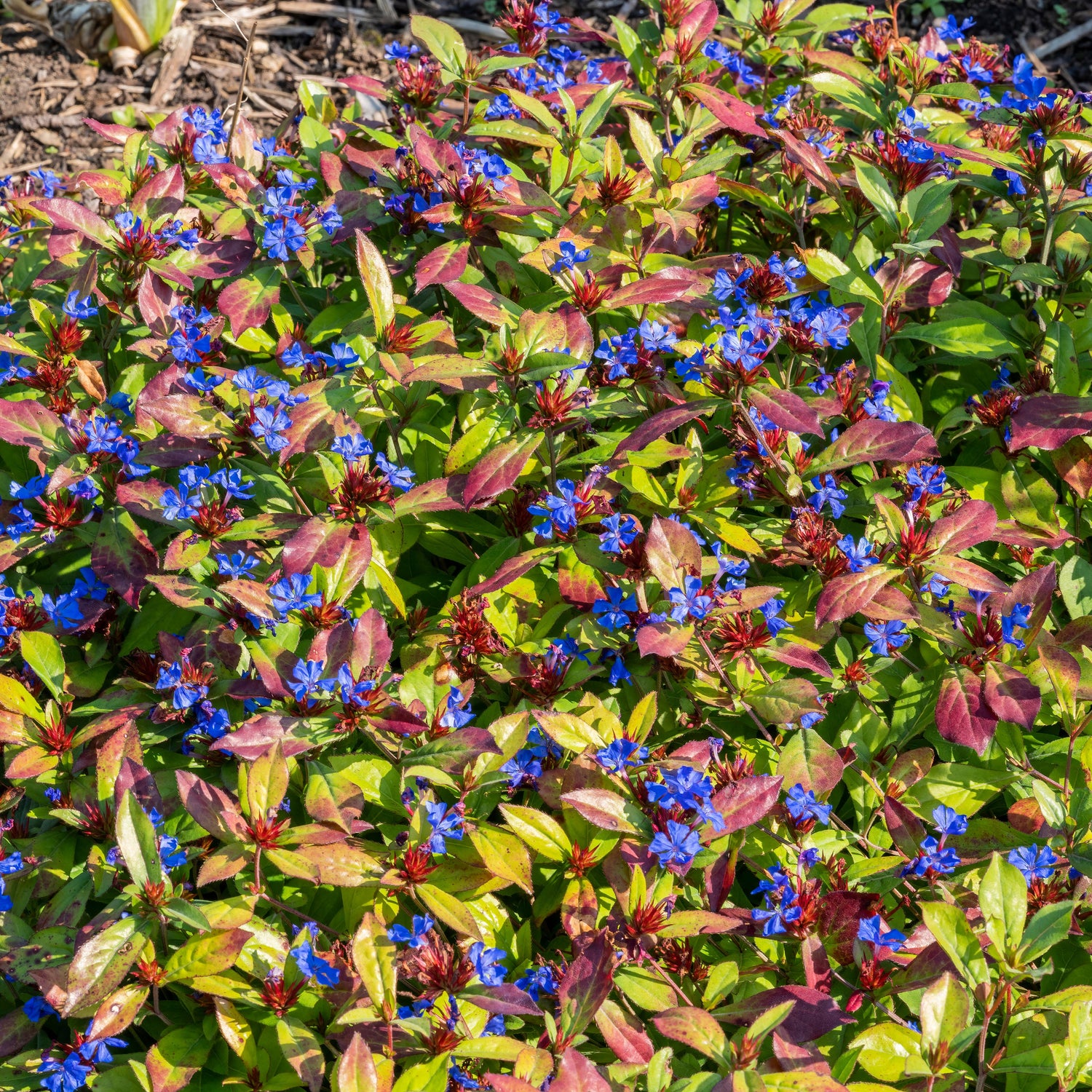 Ceratostigma