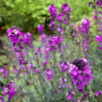 Vaste planten - Muurbloem 'Bowles Mauve' - Erysimum linifolium Bowles Mauve
