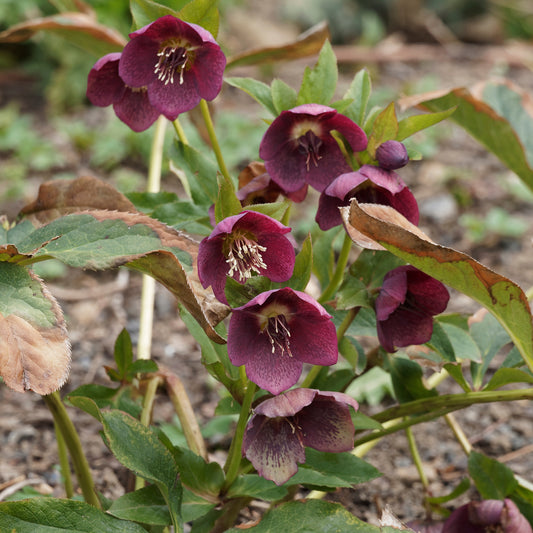 Nieskruid 'Red Hybrids'