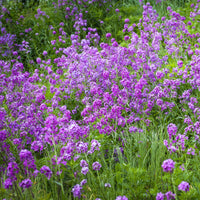  - Damastbloem - Hesperis matronalis