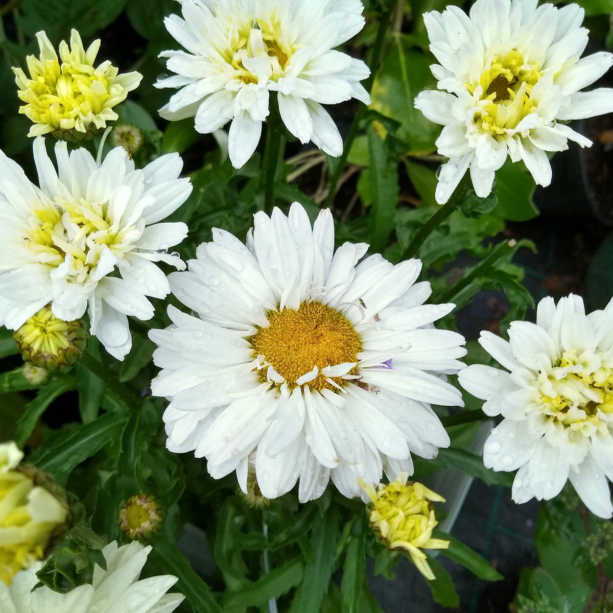 Margriet 'Victorian Secret'® - Bakker