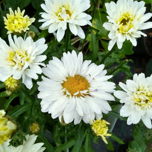 Margriet 'Victorian Secret'®