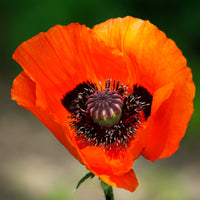 Klaproos Brilliant - Papaver orientale Brilliant - Bakker