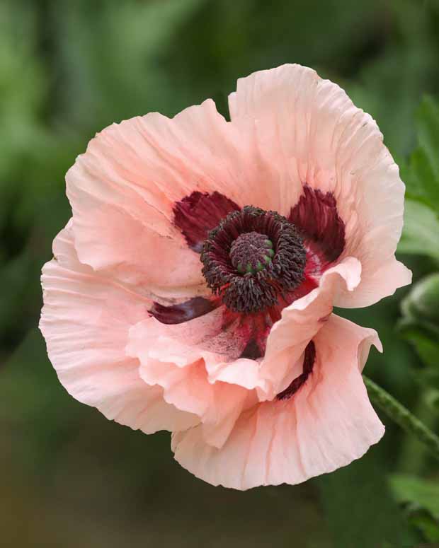 Klaproos Mrs Perry - Papaver orientale mrs perry - Tuinplanten