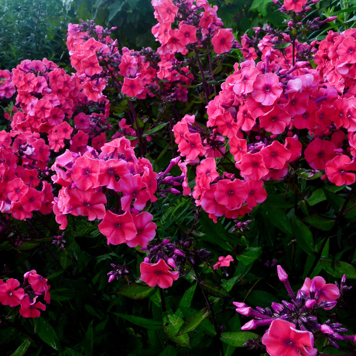 Vlambloem Starfire - Bakker