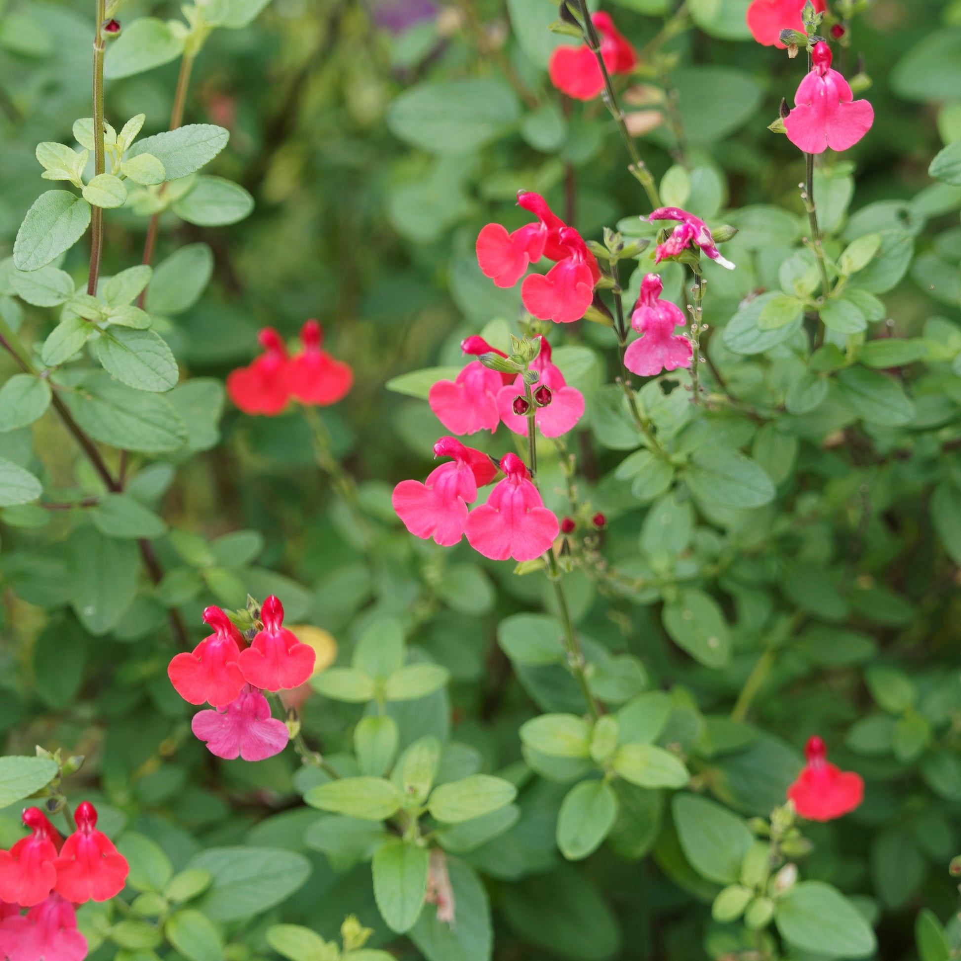 Salie 'Grahamii' - Salvia microphylla (grahamii) - Vaste planten