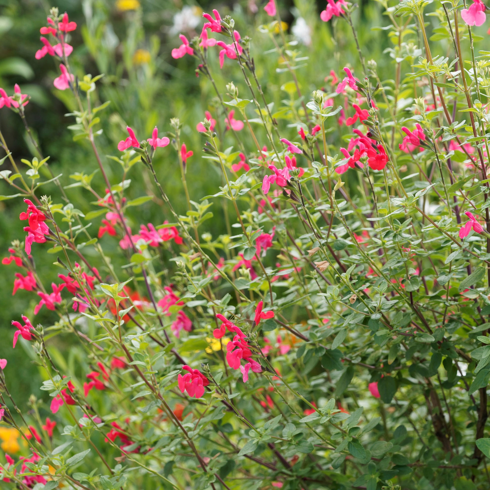 Salie 'Grahamii' - Salvia microphylla (grahamii) - Tuinplanten