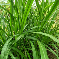 Zegge - Carex - Zegge - Carex pendula