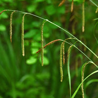 Carex pendula - Zegge - Zegge - Carex