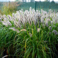 Verkoop 5 vaste planten voor landelijke border - Stipa gigantea, Pennisetum alopecuroides,Rudbeckia fulgida,Achillea millefolium,Persicaria amplexicaulis 