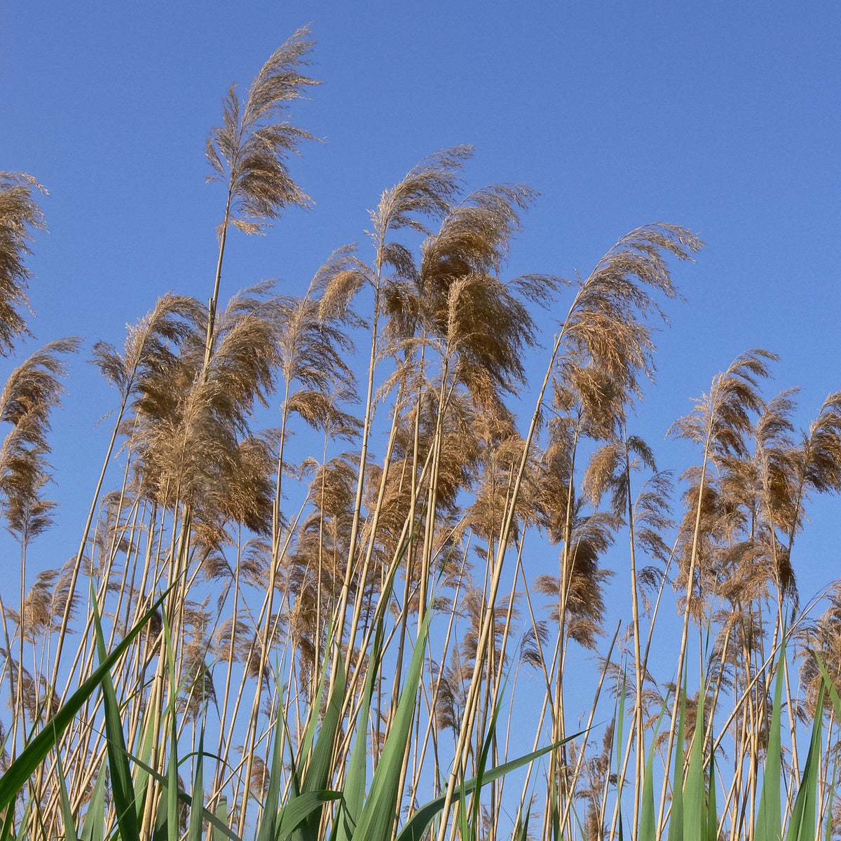 Gewoon riet - Phragmites australis - Bakker