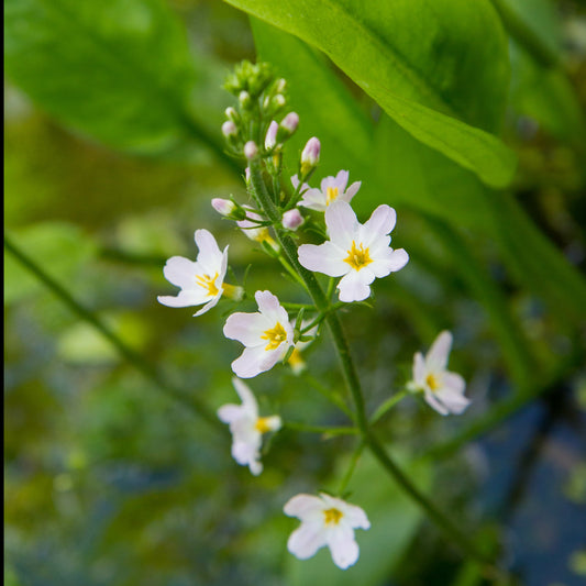 Grote waterweegbree - Alisma plantago-aquatica