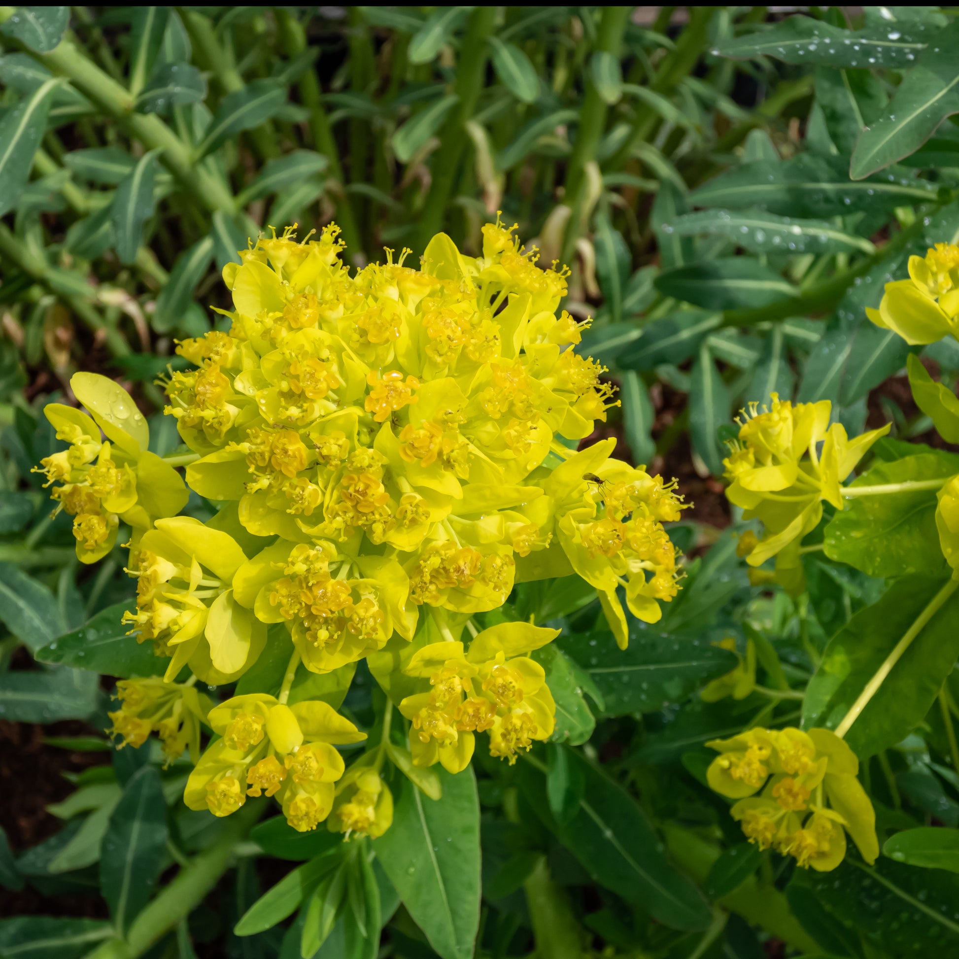 Wolfsmelk marais - Euphorbia palustris - Vijverplanten