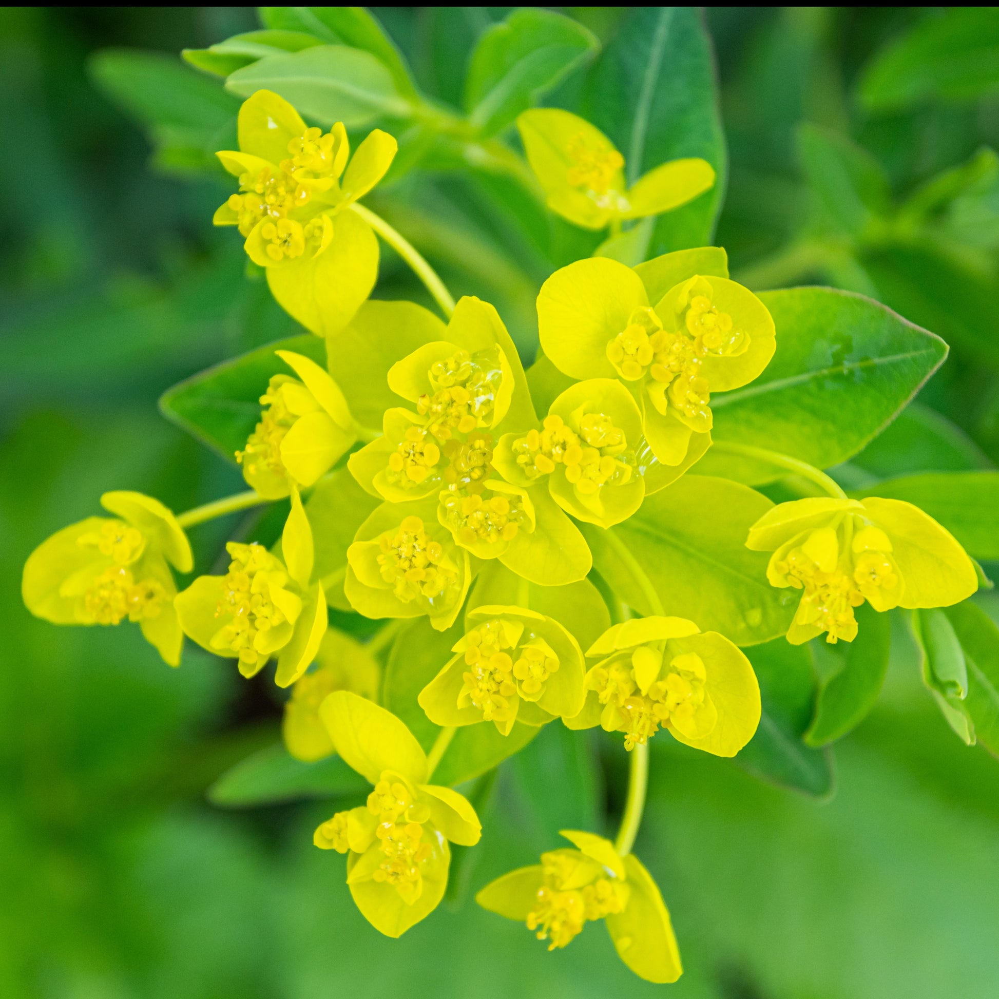 Wolfsmelk marais - Euphorbia palustris - Oeverplanten