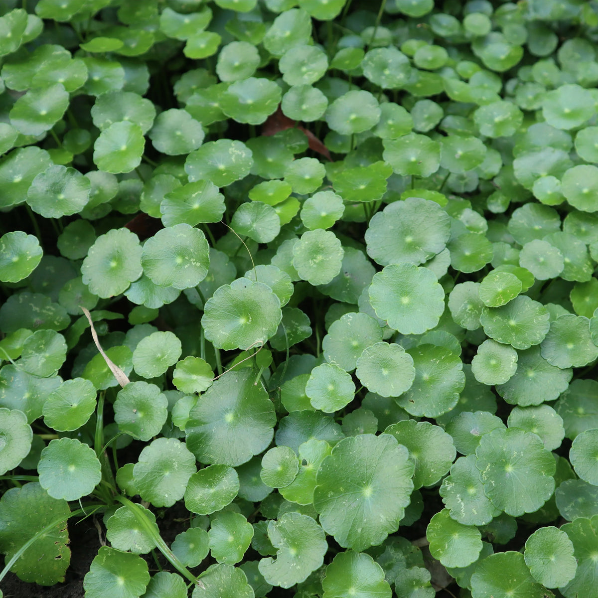 Waternavel - Hydrocotyle vulgaris - Bakker