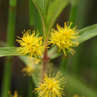 Wederik - Wederik Thyrsiflora - Lysimachia thyrsiflora