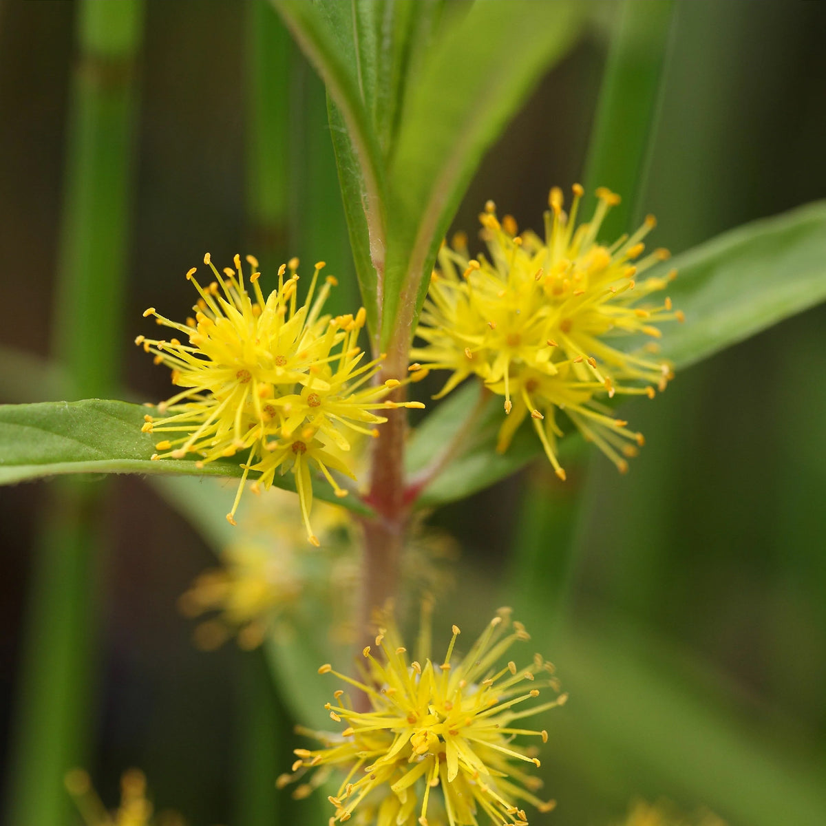 Wederik - Wederik Thyrsiflora - Lysimachia thyrsiflora