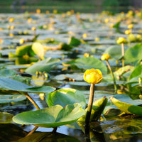 Nuphar lutea - Gele plomp - Waterlelies