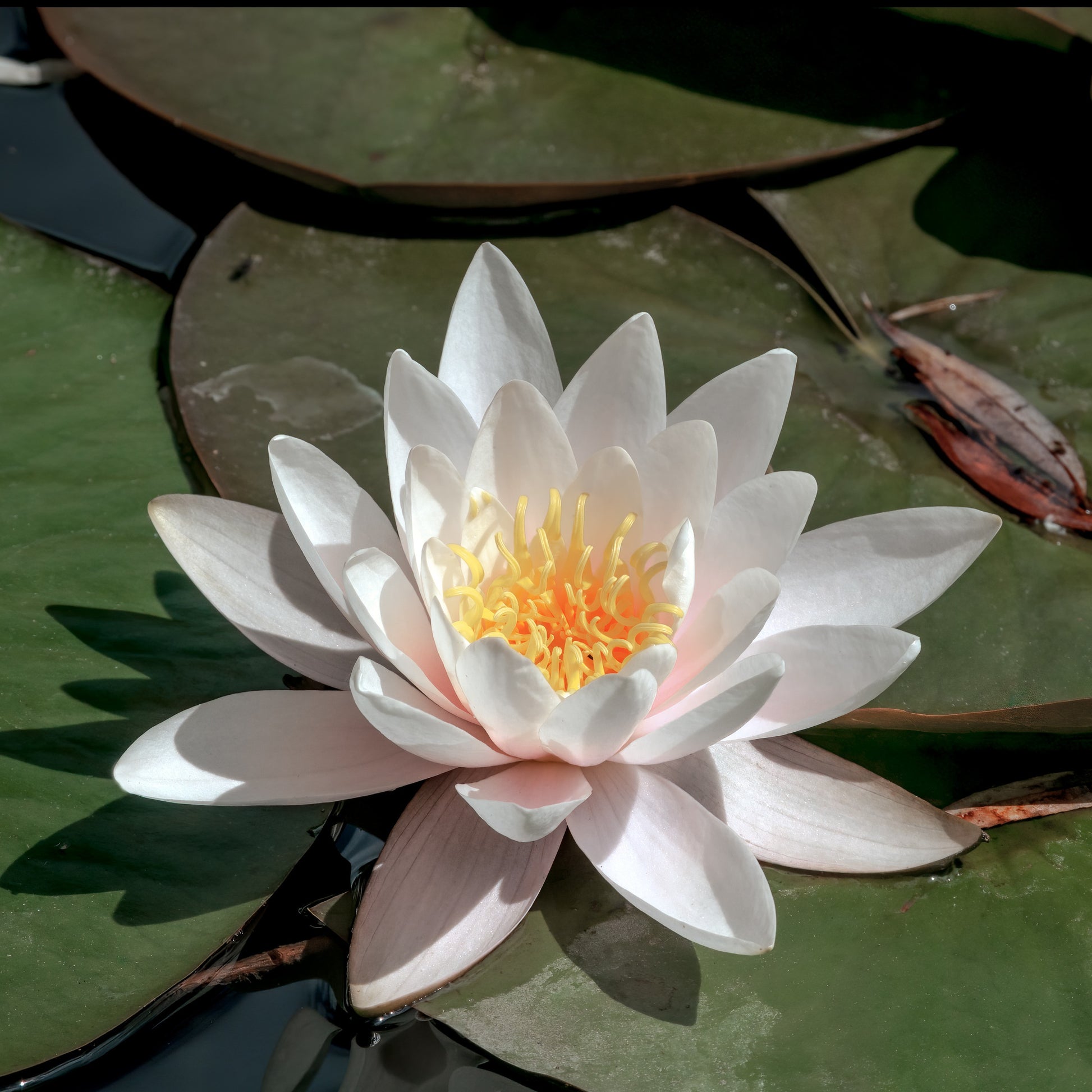 Witte waterlelie Grand Witte - Nymphaea alba - Waterlelies