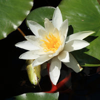 Nymphaea gladstoniana - Waterlelie 'Gladstoniana' - Waterlelies