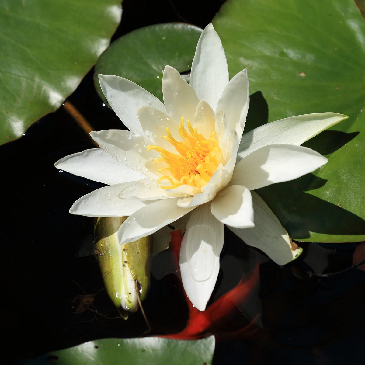 Nymphaea gladstoniana - Waterlelie 'Gladstoniana' - Waterlelies