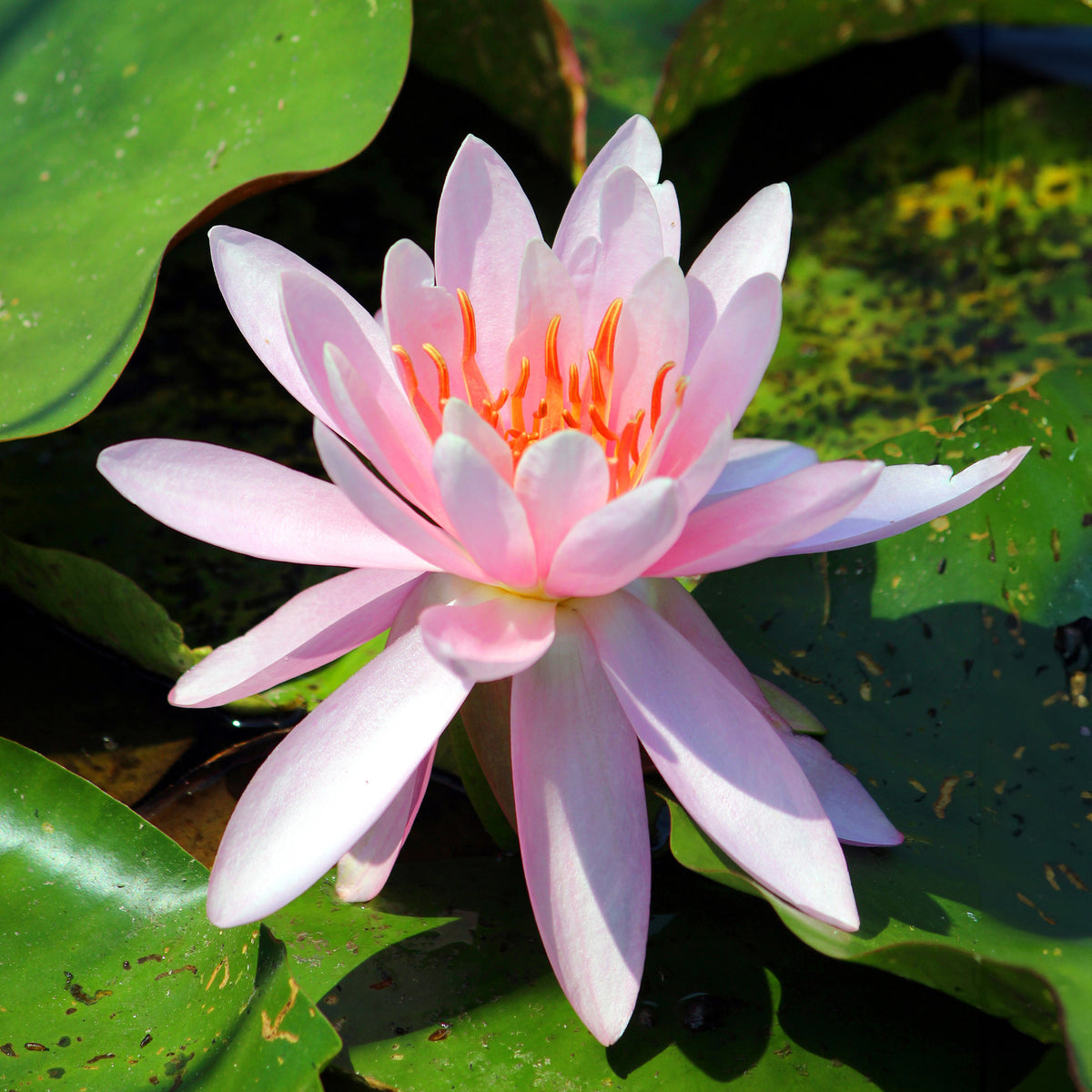 Waterlelie 'Laydekeri Purpurata' - Bakker