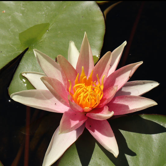 Waterlelie Sioux - Bakker