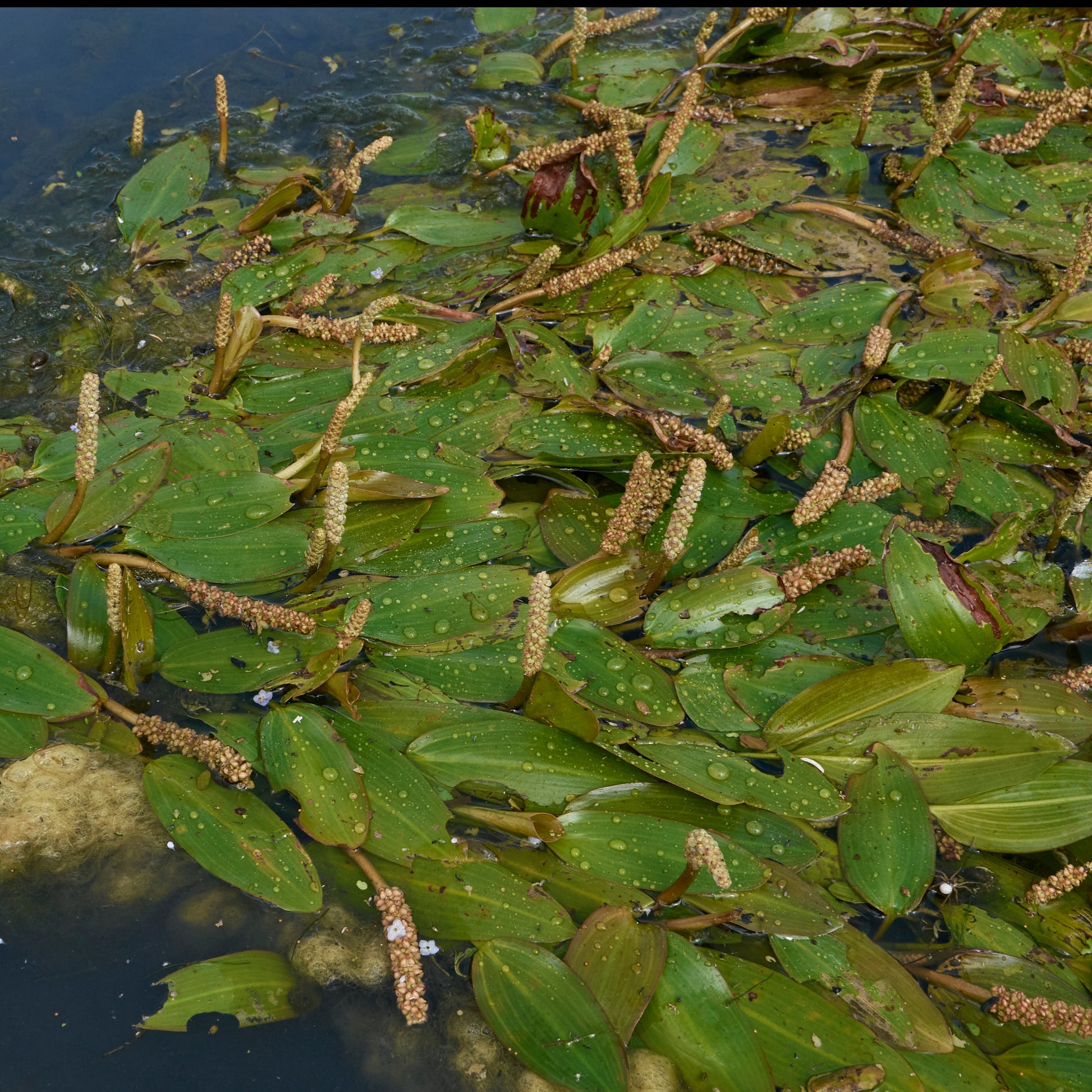 Drijvend fonteinkruid - Potamogeton natans - Vijverplanten