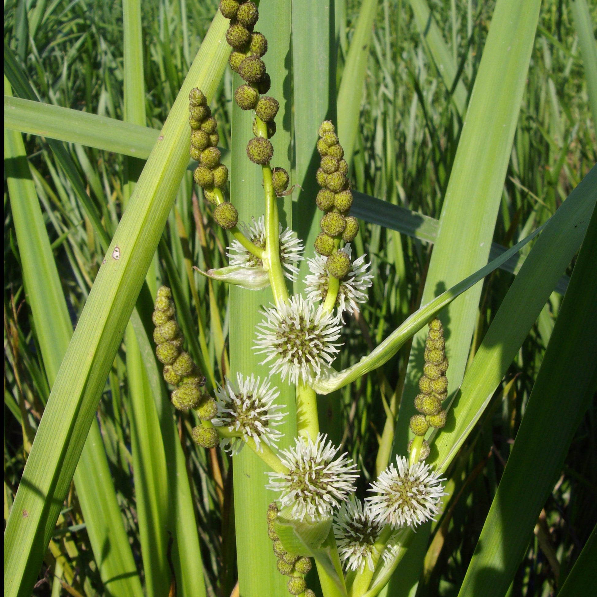 Grote egelskop Sparganier - Sparganium erectum - Vijverplanten