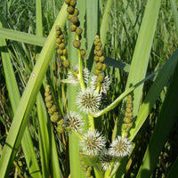 Grote egelskop Sparganier - Sparganium erectum - Bakker