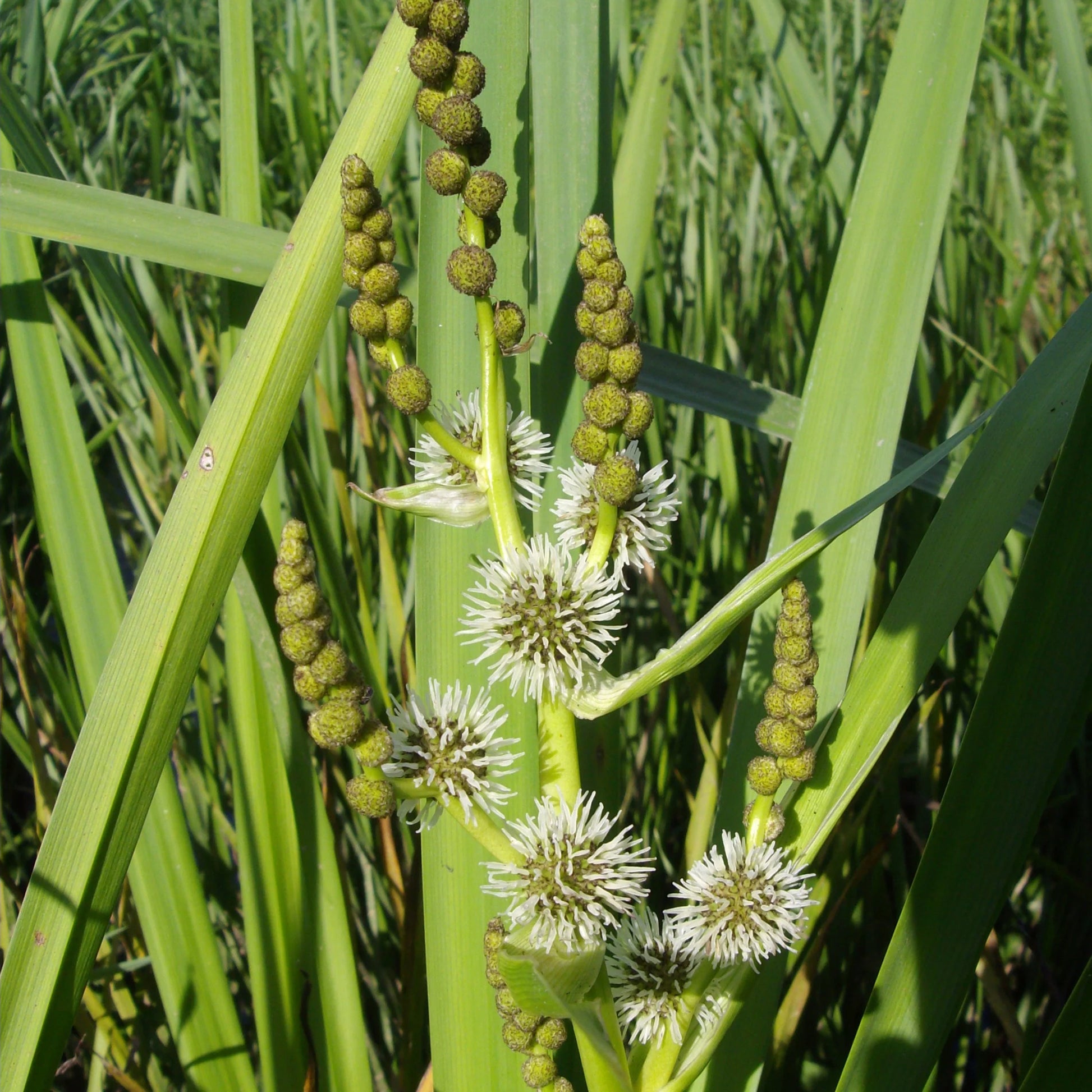 Grote egelskop Sparganier - Sparganium erectum - Bakker