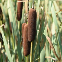 Lisdodde - Bakker